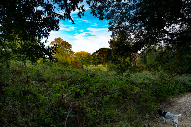 istock Late Sun in the Woods 1349215576