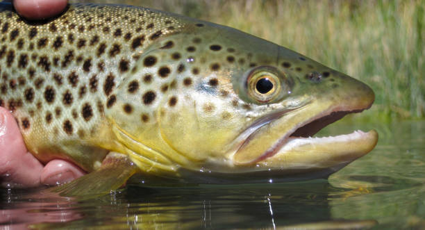 wild brown trout caught fly fishing - fly fishing trout brown trout fishing imagens e fotografias de stock