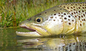 wilde-bachforellen-beim-fliegenfischen-gefangen.jpg?b=1&s=170x170&k=20&c=aHD2wj6hL2vmxChC-xqSvUeYWBjnxjnv67hYW3M857I=