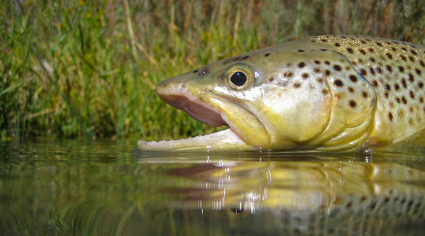 istock Wild brown trout caught fly fishing 1349216837