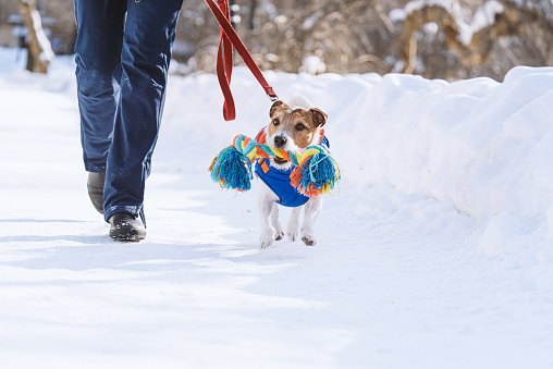 Jack Russell Terrier fetches his toy while walking on leash