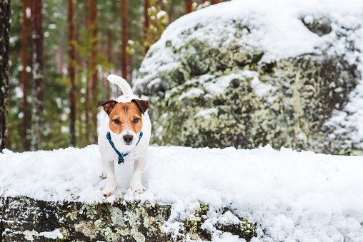 Jack Russell Terrier dog walking on snow
