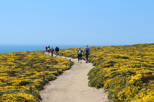 Pointe du Van, Brittany France - 30 mai 2021: A hiker group walk along the flowering coast of Pointe du Van a famous place for hikking trail in Finistere - Brittany France.  Spectacular blooming of ulex parviflorus (gorse) with yellow flowers.