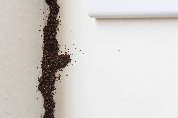 termiten-schlammrohr an der wand - termite soil stock-fotos und bilder