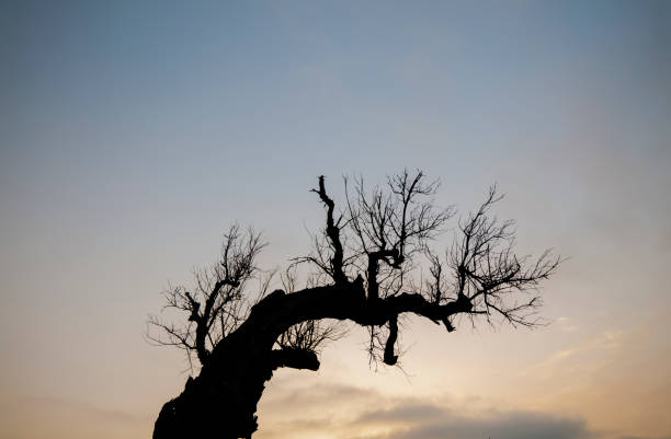 Closeup of dead olive tree during sunrise