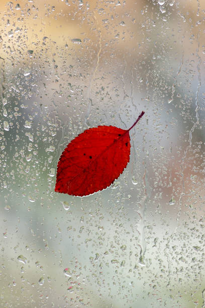 istock raindrops and a fallen leaf on the window. Autumn postcard. 1349219752