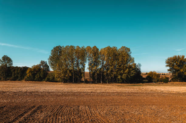 Trees on field against blue sky during autumn