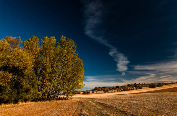 Trees on field against blue sky during autumn