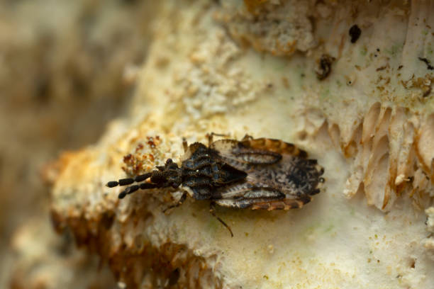istock Flat bug, Aradus depressus on fungi 1349221053