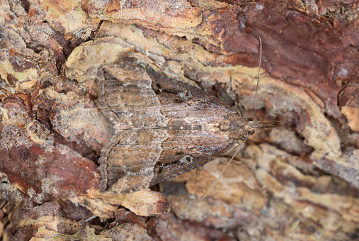 Macro photo of  a buttoned snout, Hypena rostralis camouflaged on bark.