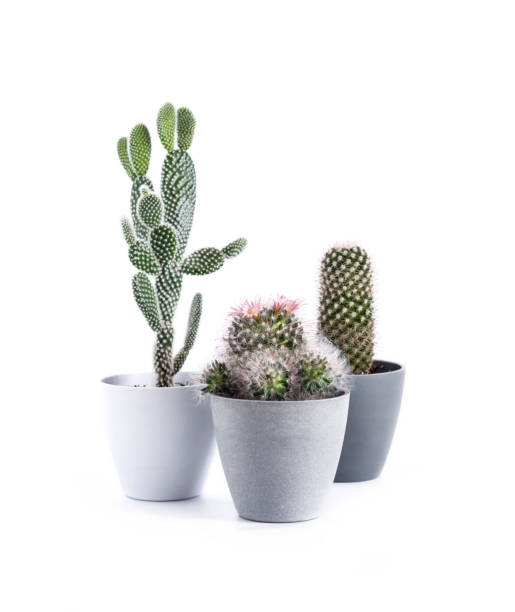 istock Potted cacti isolated on white background 1349221085