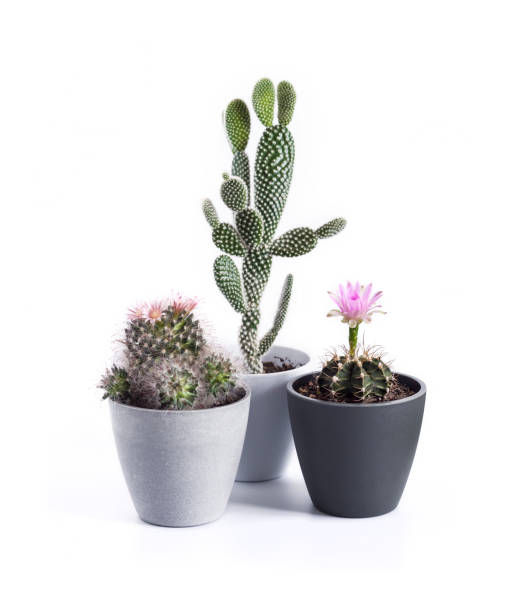 istock Potted cacti isolated on white background 1349221374