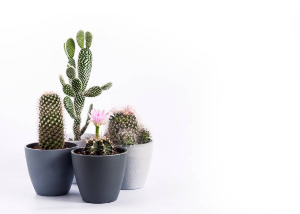 istock Potted cacti isolated on white background 1349221909