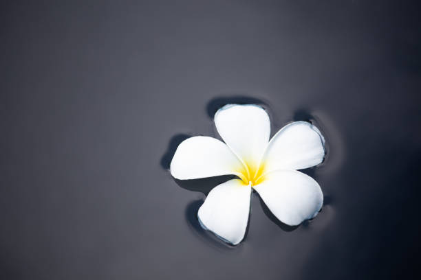White Plumeria flower on water background in black.