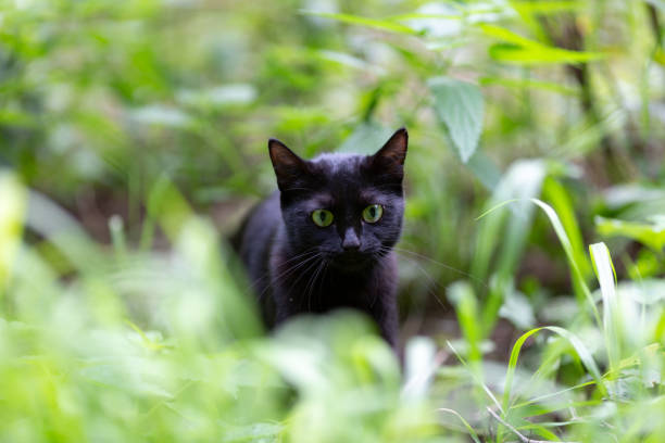 istock A young black cat is sitting in the grass 1349222069