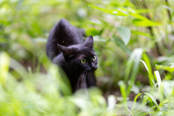 istock A young black cat is sitting in the grass 1349222070