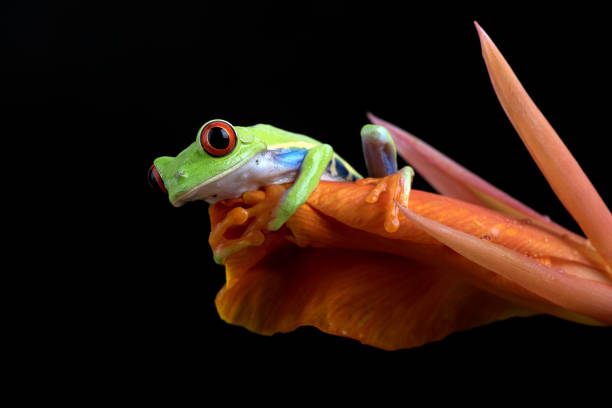 istock Red-eyed tree frog climbs a red flower 1349222126