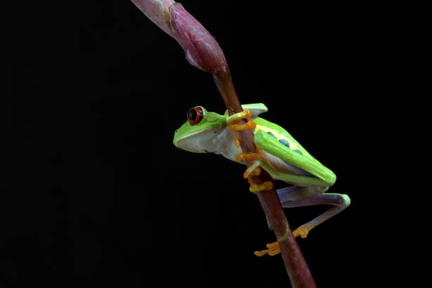 istock Red-eyed tree frog climbs a red flower 1349222132