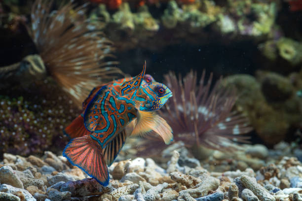 istock A pair of mandarin fish fighting 1349222198