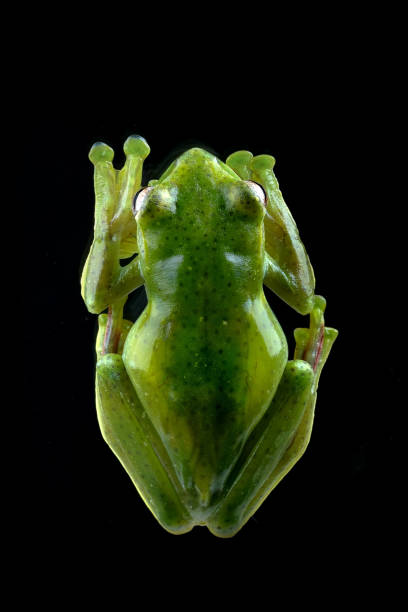 istock details of a Malayan tree frog seen from above 1349222223