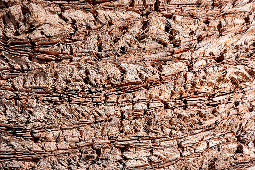 Close-up of a palm tree trunk
