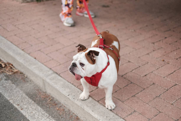 istock dog hesitates before crossing the street 1349223772