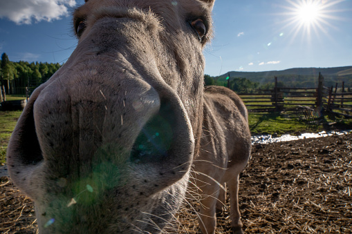 Close View of a Donkey on a Ranch at Dusk
