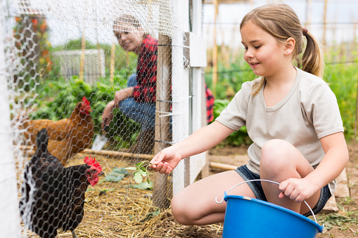 Mom and her daughter feed chickens in chicken coop in the backyard of country house