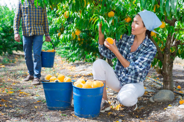 istock Asian woman gardener picking peaches from tree at orchard 1349226442