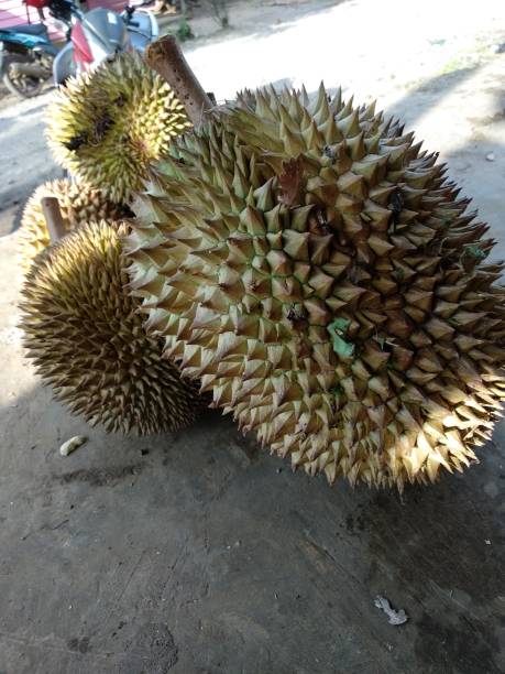 istock Fresh Durian at fruit market 1349227246
