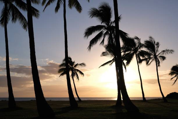 istock Coconut palm trees silhouetted against sunset sky 1349227504
