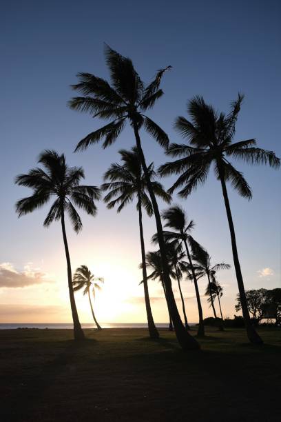 istock Coconut palm trees silhouetted against sunset sky 1349227522