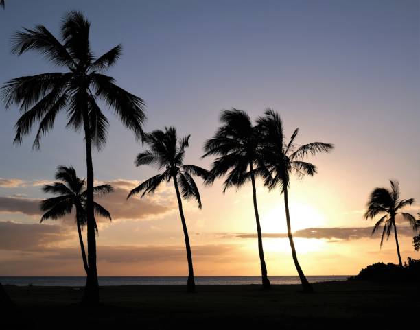 istock Coconut palm trees silhouetted against sunset sky 1349227524