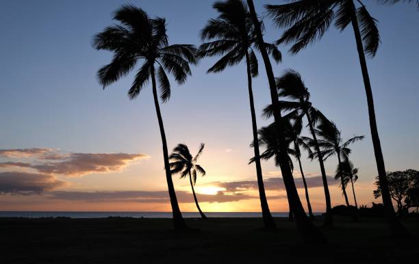 istock Coconut palm trees silhouetted against sunset sky 1349227540