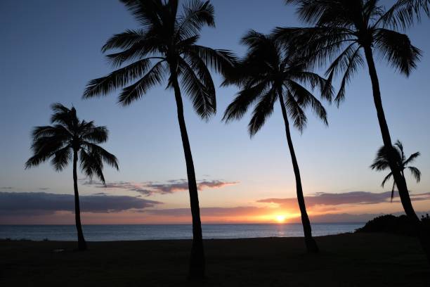 istock Coconut palm trees silhouetted against sunset sky 1349227550