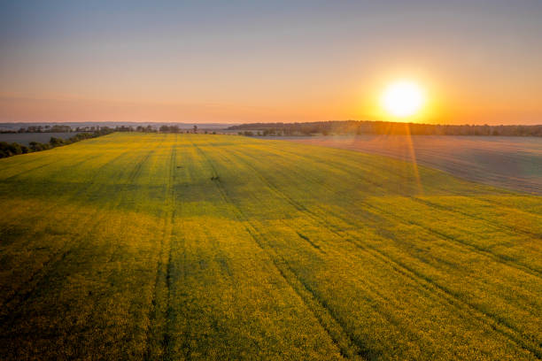 istock The sun is setting over a rapeseed field 1349227745