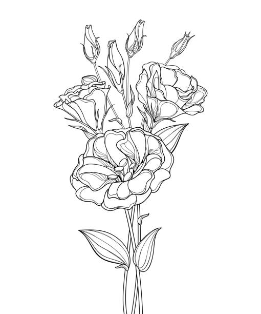 vektorbouquet mit umriss eustoma oder lisianthus blüte und knospe in schwarz isoliert auf weißem hintergrund. - lisianthus stock-grafiken, -clipart, -cartoons und -symbole