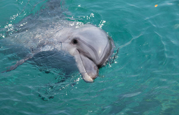 istock dolhin swimmin gin the red sea near eilat 1349229392