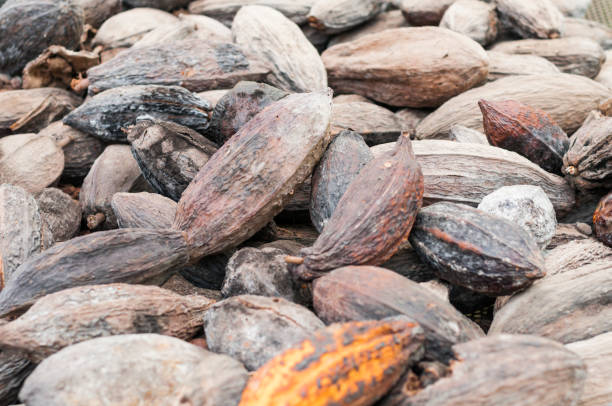 istock Dried cocoa fruits 1349229505