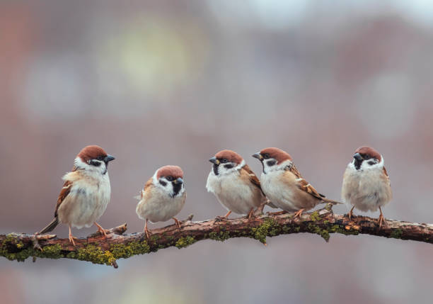 istock group of funny birds sparrows sitting on a branch 1349231298