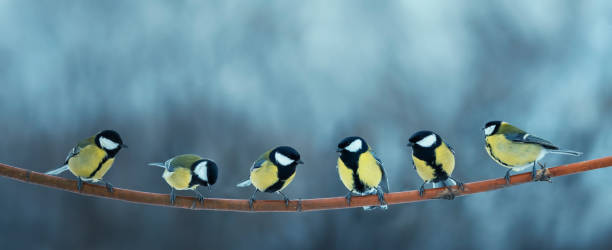 istock bird tits sit on a branch in a row in a winter park 1349231312