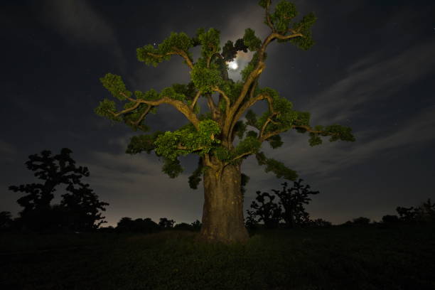 baobabs par une nuit au clair de lune - african baobab photos et images de collection