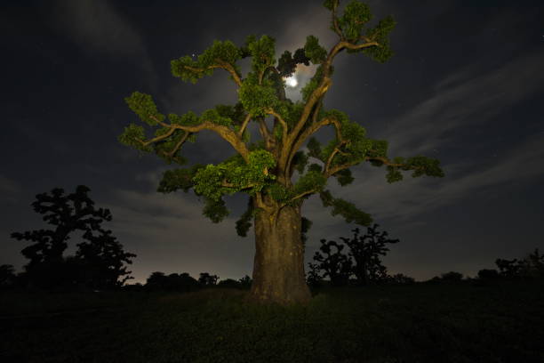 баобаб в лунную ночь - african baobab стоковые фото и изображения