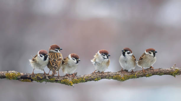 istock group of funny birds sparrows sitting on a branch 1349231639