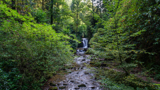 A waterfall in the Black Forest