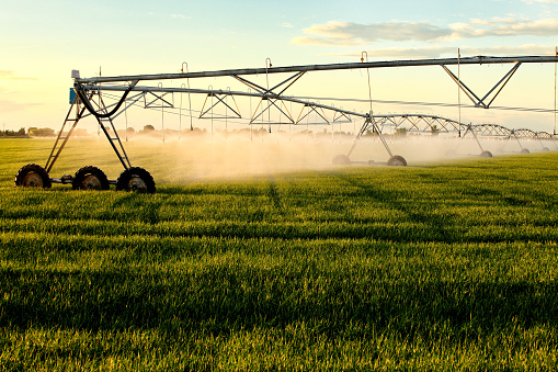 A close up, sunset view, of a center pivot sprinkler system irrigating  wheat in the fertile farm fields of Idaho.