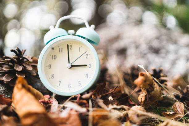 Close up White alarm clock on dry pine cones and needles, Fall Back Time Change Close up of Vintage white alarm clock in dry autum leaves and pine cones in forest. Fall Back Time Change concept. High quality photo daylight saving time stock pictures, royalty-free photos & images