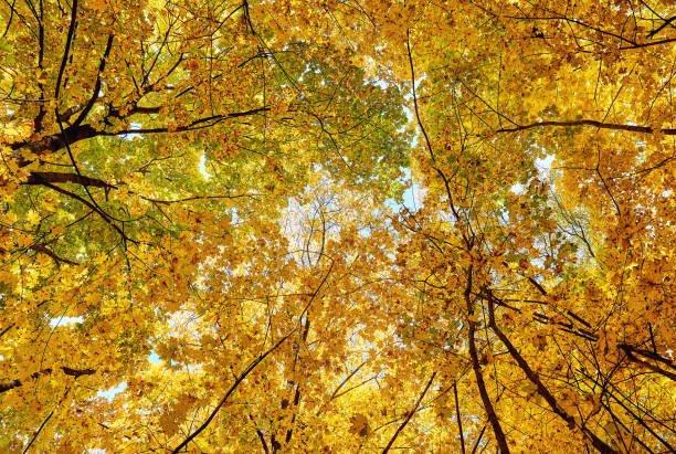 istock Tree crowns of golden maple tree alley in autumn 1349234008
