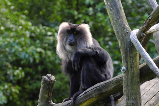 istock The lion-tailed macaque (Macaca silenus), or the wanderoo, is an Old World monkey 1349234118