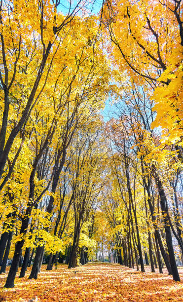 istock Golden maple tree alley in sunny autumn 1349234317
